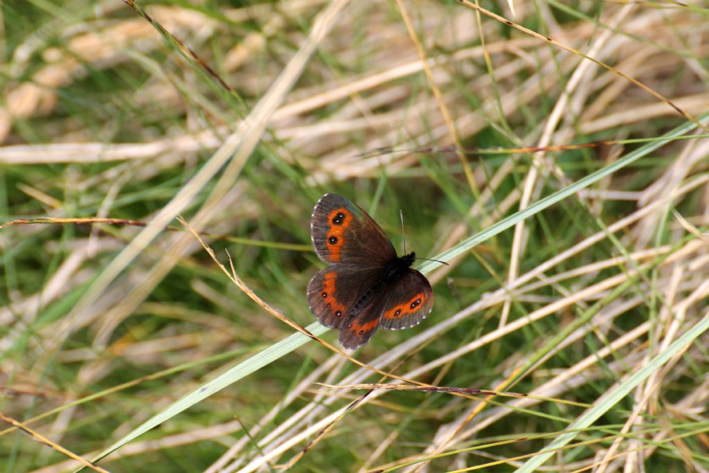 Erebia meolans?